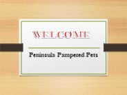 Best Pet Grooming in Fingal
