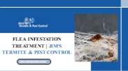 Flea Infestation Treatment Jim's Termite & Pest Control