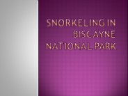 Snorkeling in Biscayne National Park