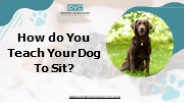 How do You Teach Your Dog To Sit?