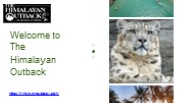 snow leopard in spiti valley