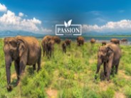 Luxury private tours Sri Lanka