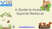 A Guide to Humane Squirrel Removal
