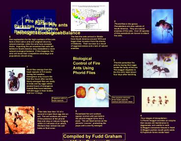 Biological Control of Fire Ants Using Phorid Flies