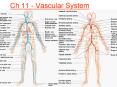 Ch 11 Vascular System PowerPoint PPT Presentation
