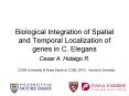 Biological Integration of Spatial and Temporal Localization of genes in C. Elegans PowerPoint PPT Presentation