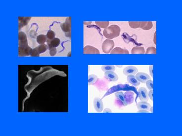 T' cruzi facts lifecycle continued