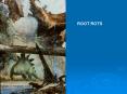 Root rot PowerPoint PPT Presentation