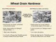 Hard Wheat (breads) PowerPoint PPT Presentation