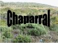 Chaparral PowerPoint PPT Presentation