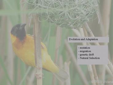 Evolution and Adaptation