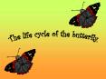 The life cycle of the butterfly' PowerPoint PPT Presentation