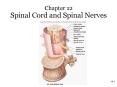 Spinal Cord and Spinal Nerves PowerPoint PPT Presentation