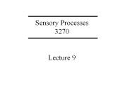 Sensory%20Processes