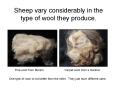 Sheep vary considerably in the type of wool they produce' PowerPoint PPT Presentation