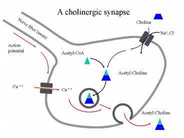A cholinergic synapse
