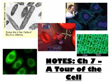 NOTES: Ch 7 A Tour of the Cell