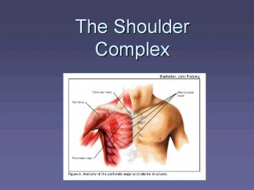 The%20Shoulder%20Complex