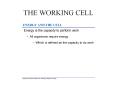 THE WORKING CELL PowerPoint PPT Presentation