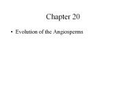 Evolution of the Angiosperms