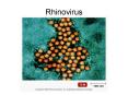 Rhinovirus PowerPoint PPT Presentation