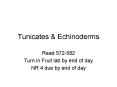 Tunicates PowerPoint PPT Presentation