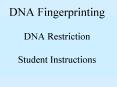 DNA Fingerprinting DNA Restriction Student Instructions PowerPoint PPT Presentation
