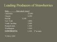 Leading Producers of Strawberries PowerPoint PPT Presentation