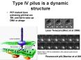 Type IV pilus is a dynamic structure PowerPoint PPT Presentation