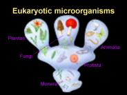Eukaryotic microorganisms