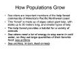 How Populations Grow PowerPoint PPT Presentation