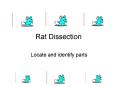 Rat Dissection PowerPoint PPT Presentation