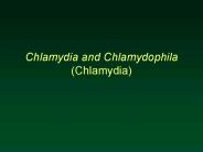 Chlamydia and Chlamydophila Chlamydia