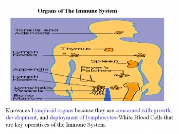 Organs of The Immune System