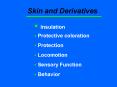 Skin and Derivatives PowerPoint PPT Presentation