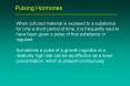 Pulsing Hormones PowerPoint PPT Presentation