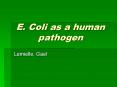 E' Coli as a human pathogen PowerPoint PPT Presentation