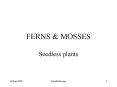 FERNS PowerPoint PPT Presentation