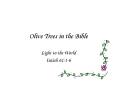 Olive Trees in the Bible PowerPoint PPT Presentation