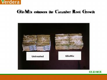 GlioMix enhances the Cucumber Root Growth