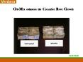GlioMix enhances the Cucumber Root Growth PowerPoint PPT Presentation