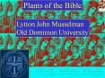 Plants of the Bible PowerPoint PPT Presentation