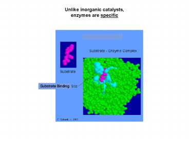Unlike inorganic catalysts, enzymes are specific