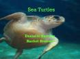 Sea%20Turtles PowerPoint PPT Presentation