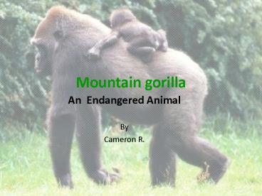 Mountain gorilla