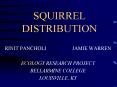 SQUIRREL DISTRIBUTION PowerPoint PPT Presentation