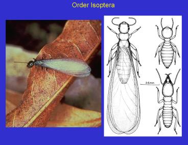 presentation player overlay