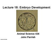 Lecture 18: Embryo Development