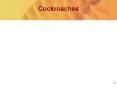 Cockroaches PowerPoint PPT Presentation