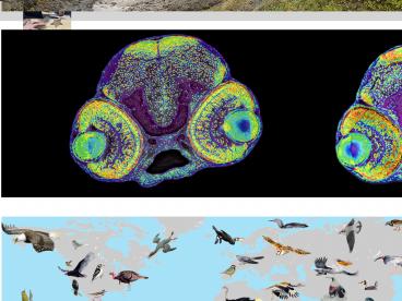 Sustainable harvest of Finnish moose population